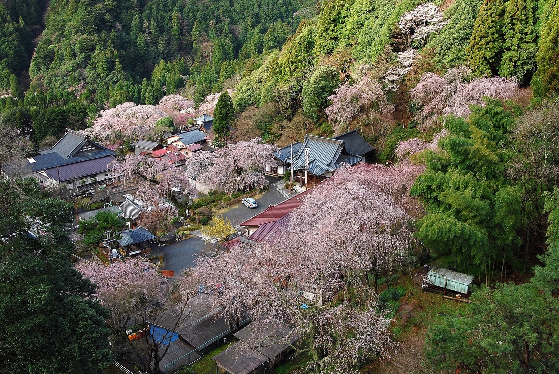 観桜期ゴンドラから見る枝垂れ桜