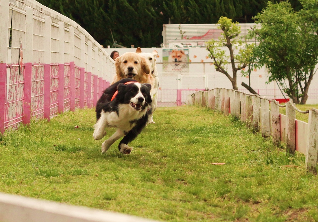 IPCわんわん動物園