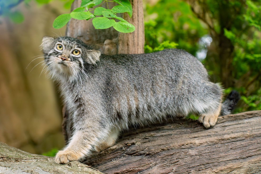【100円割引】那須どうぶつ王国
