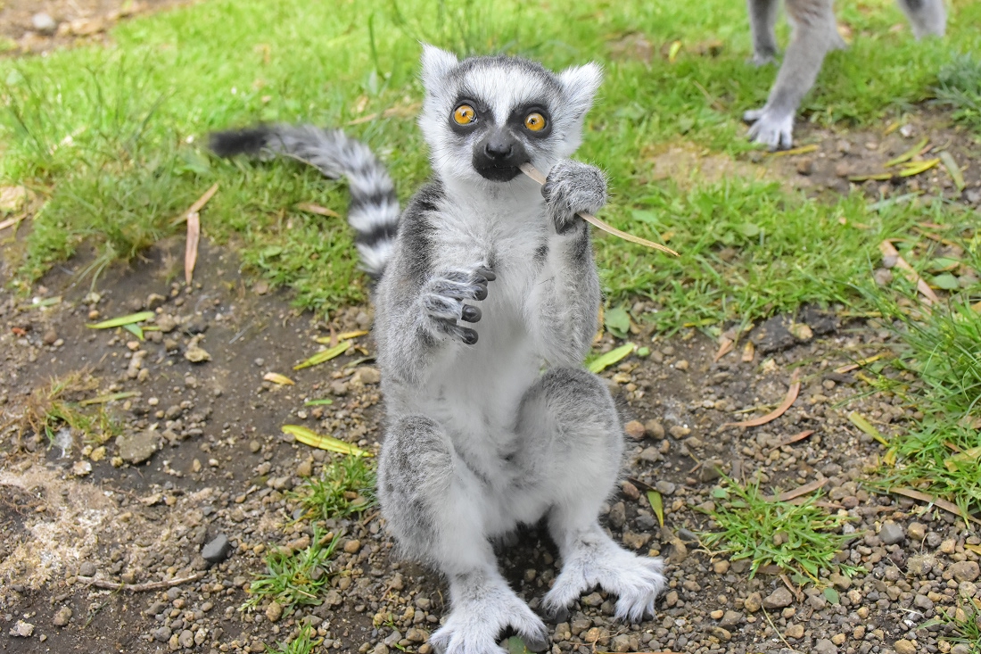 伊豆シャボテン動物公園