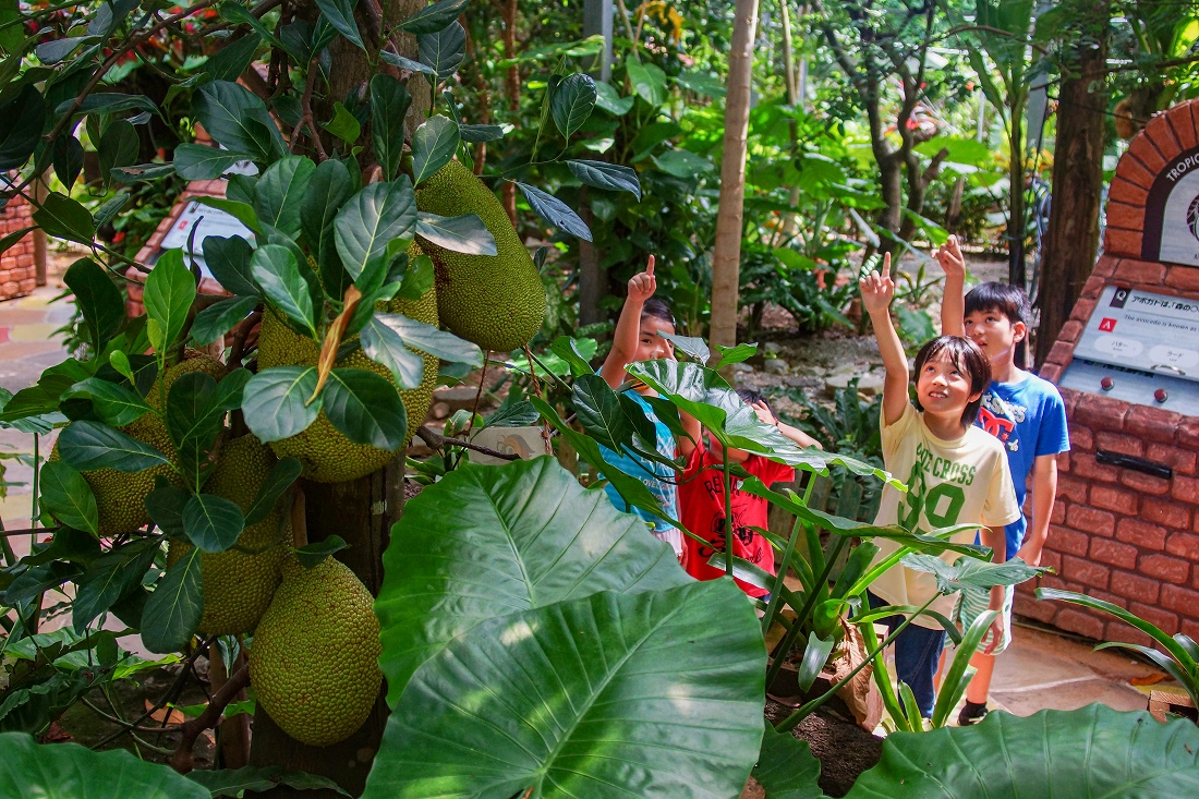 OKINAWAフルーツらんど