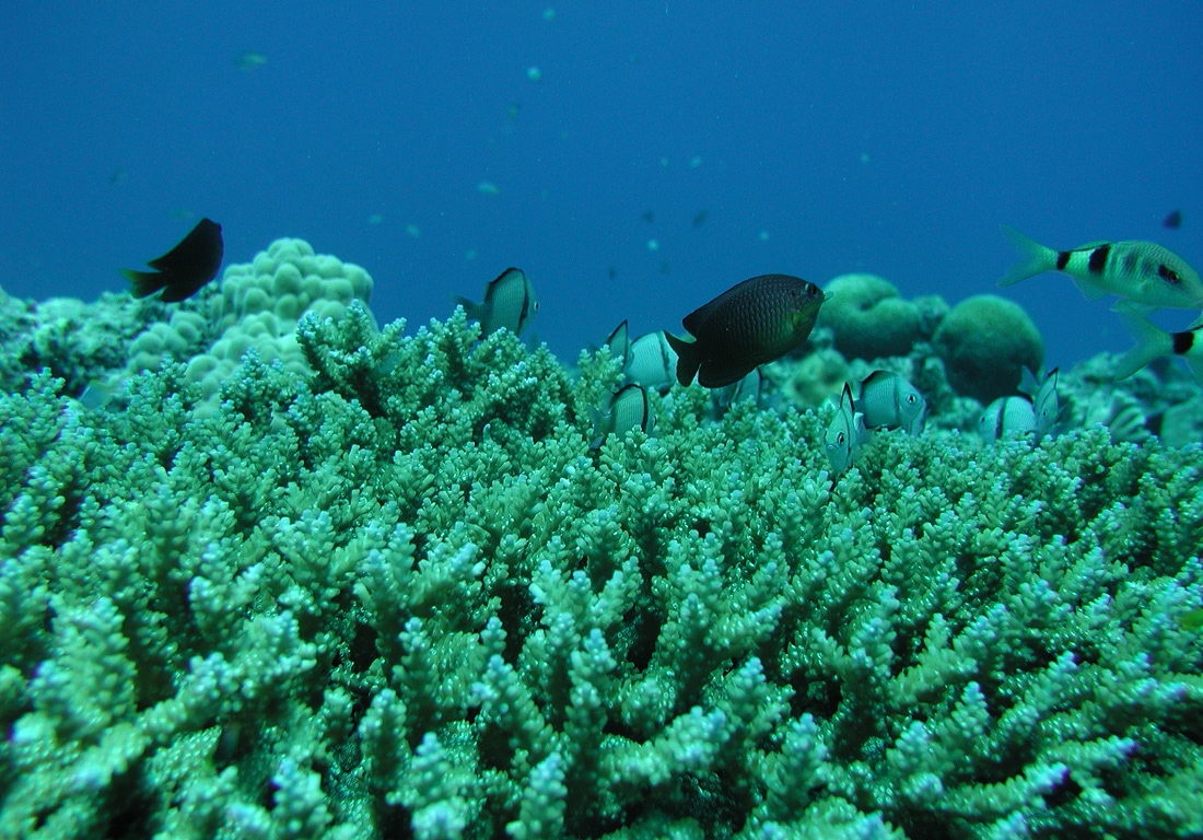 水中観光船オルカ号