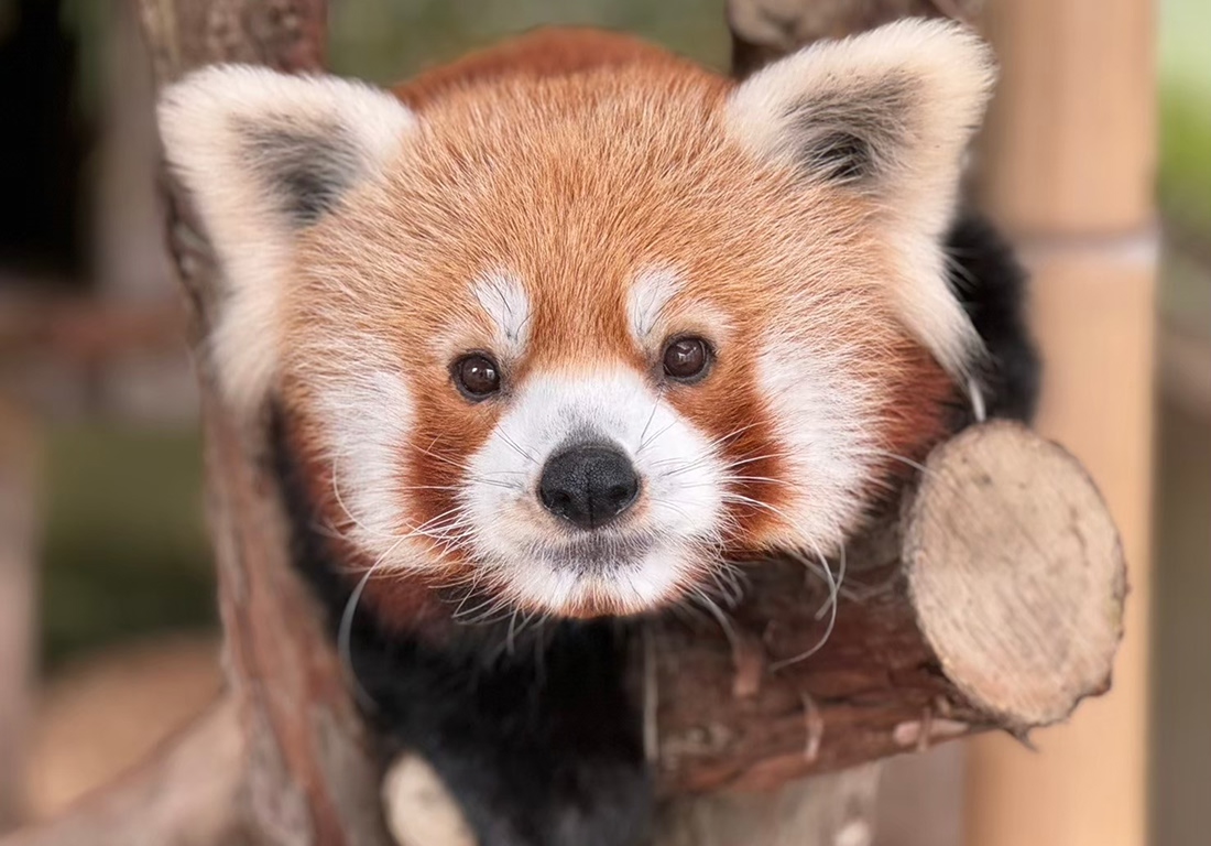 熱川バナナワニ園