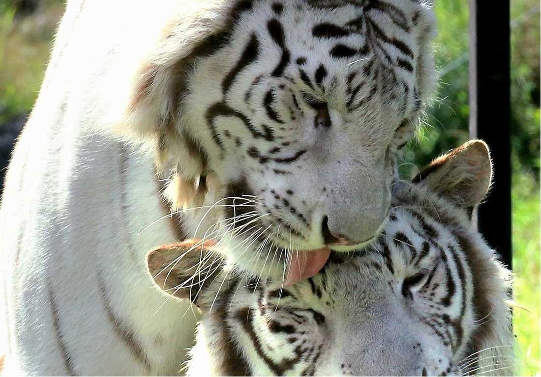伊豆アニマルキングダム