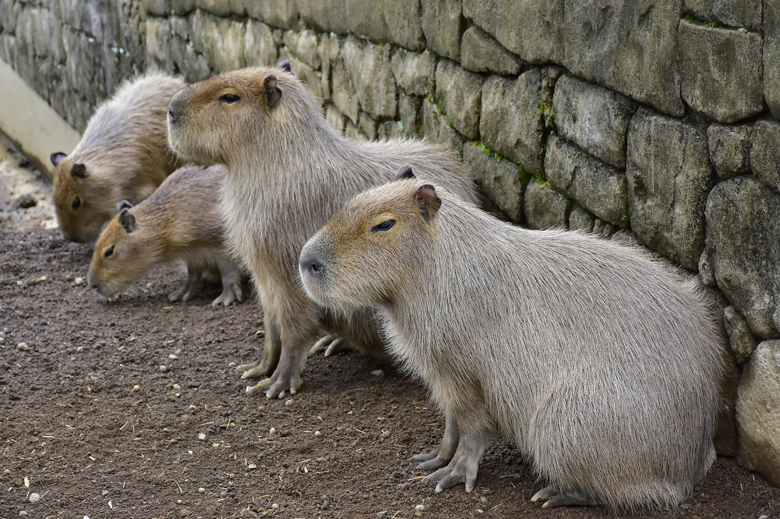 伊豆シャボテン動物公園