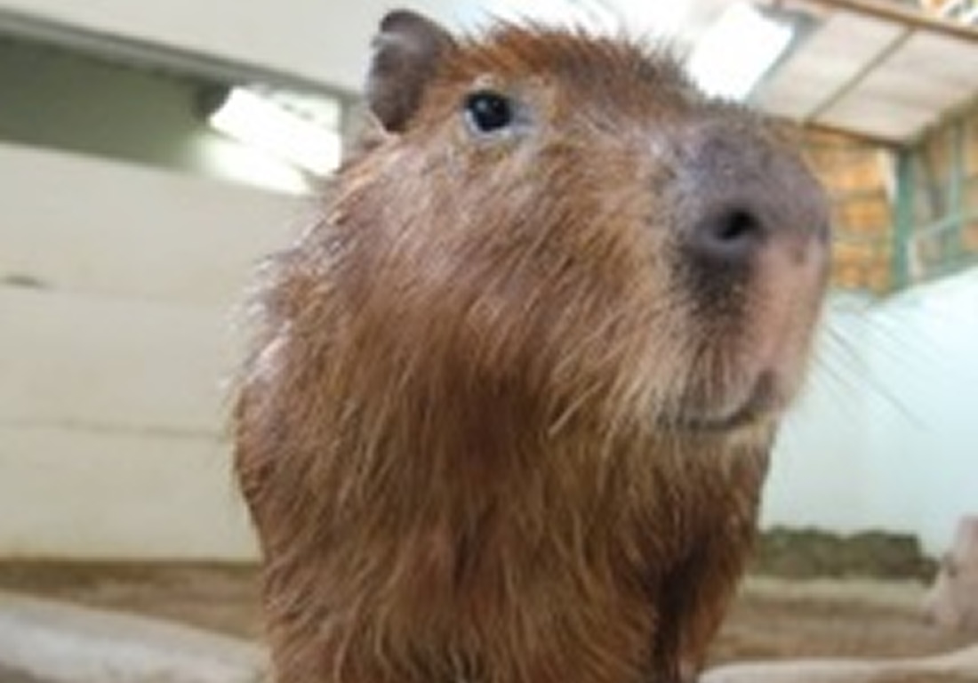 【100円割引】草津熱帯圏