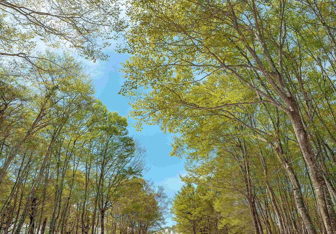 奥只見丸山スキー場