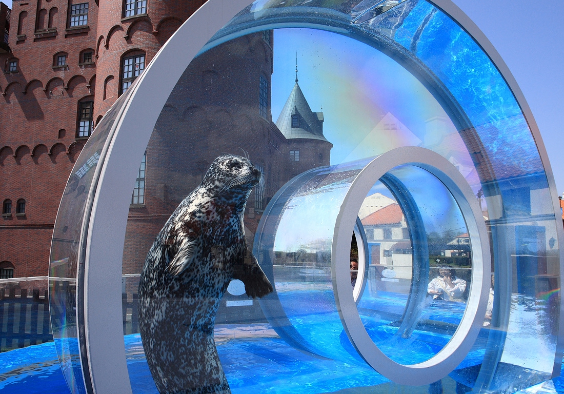 アザラシリング