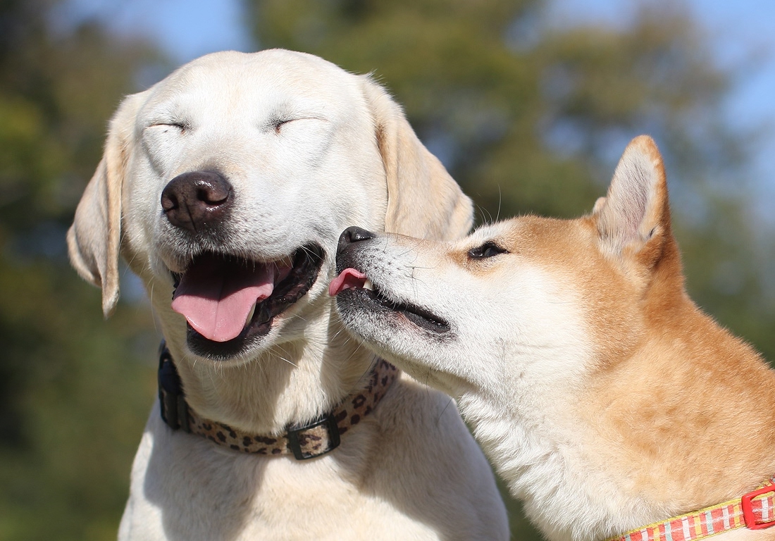 【210円割引】IPC わんわん動物園