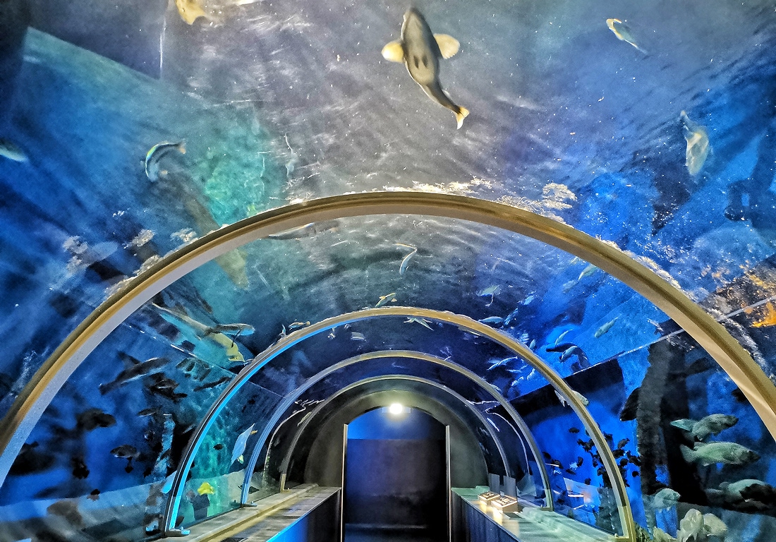 【最大300円割引】駅近水族館　登別マリンパークニクス