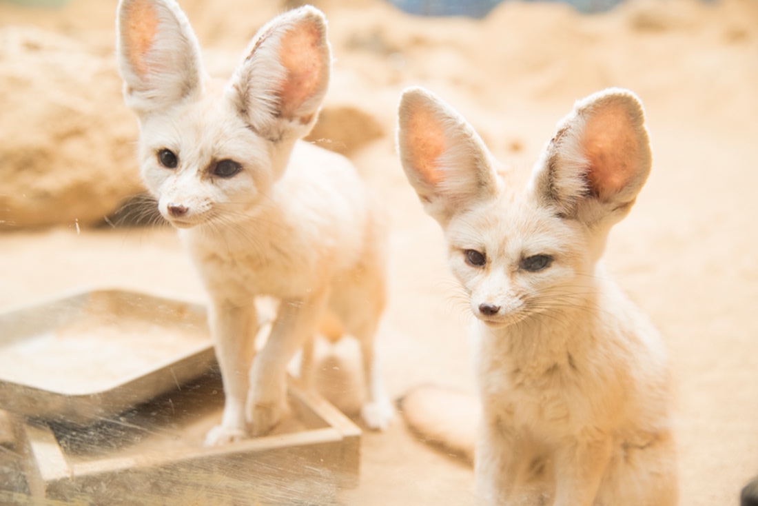 伊豆シャボテン動物公園