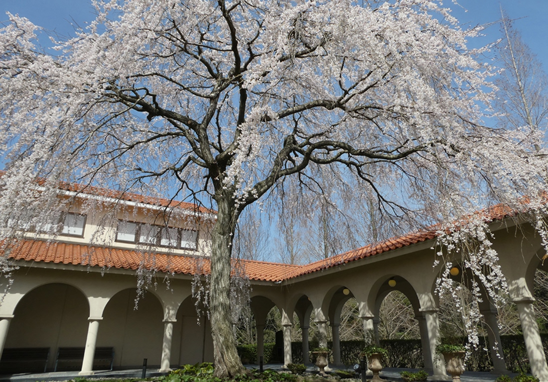 中庭のしだれ桜