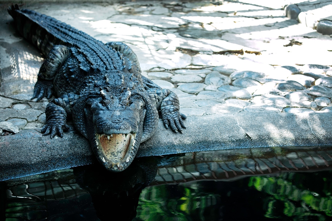 熱川バナナワニ園