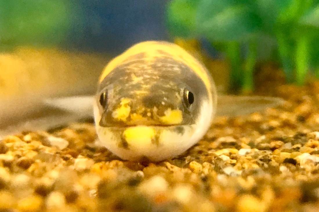 【特典クーポン】かすみがうら市水族館