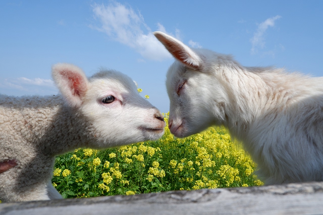 【50円割引】らくのうマザーズ阿蘇ミルク牧場