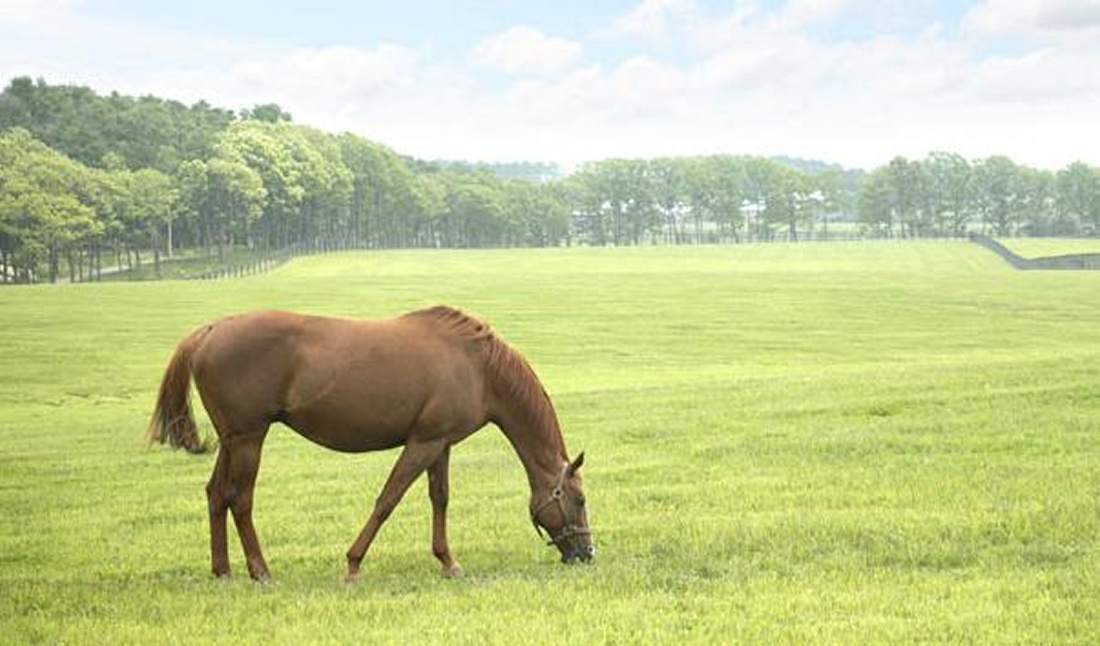 【大人100円割引】ノーザンホースパーク