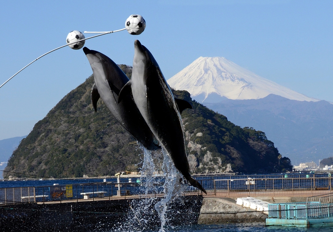 【200円割引】伊豆・三津シーパラダイス