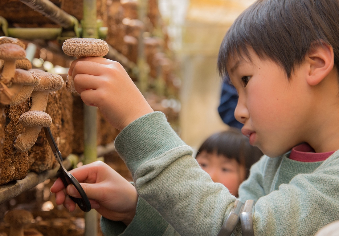 【5％割引】佐倉きのこ園
