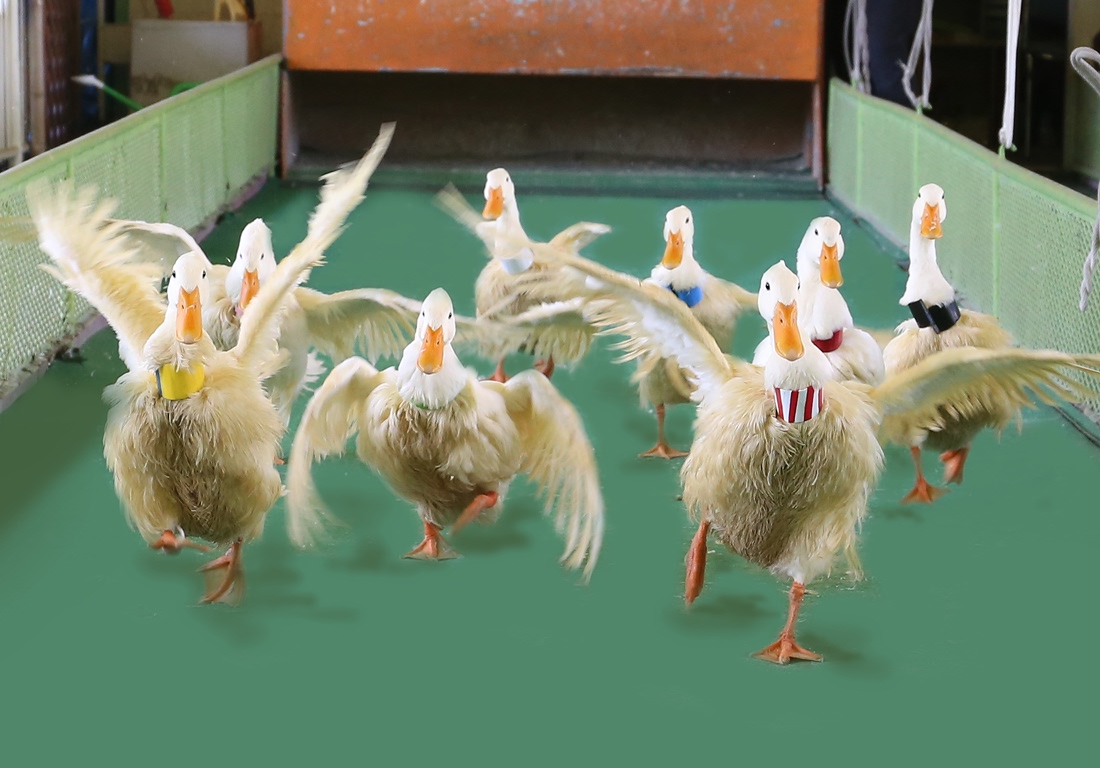 別府ケーブルラクテンチ