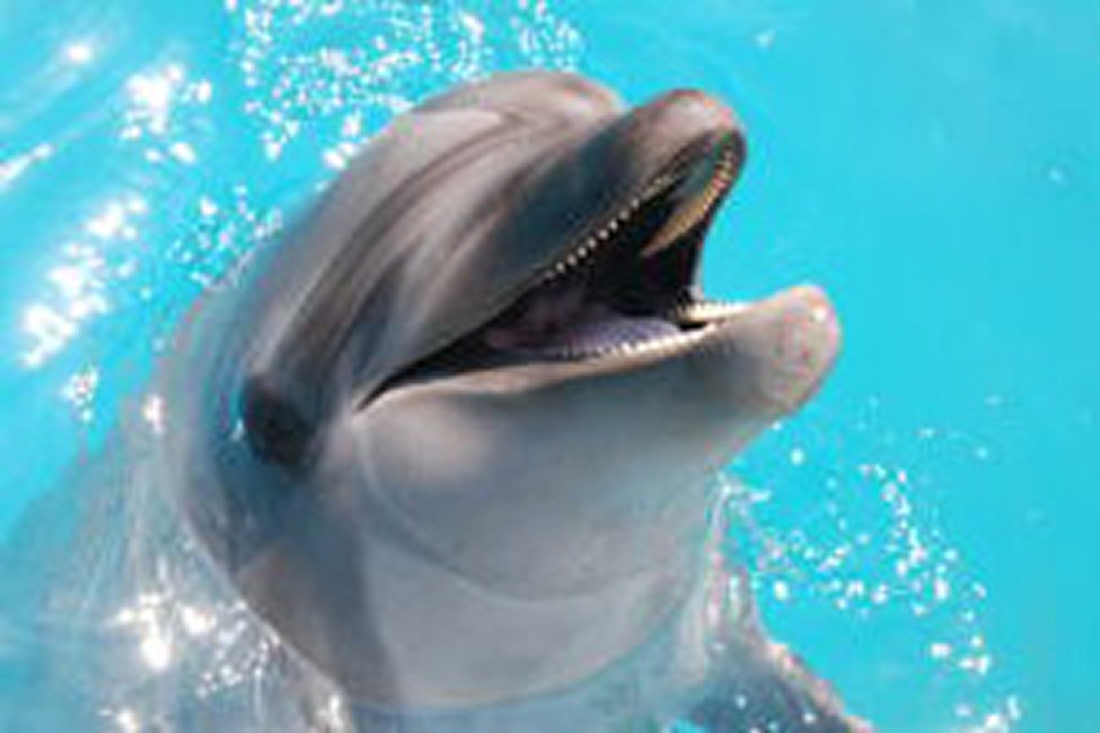 【100円割引】太地町立くじらの博物館