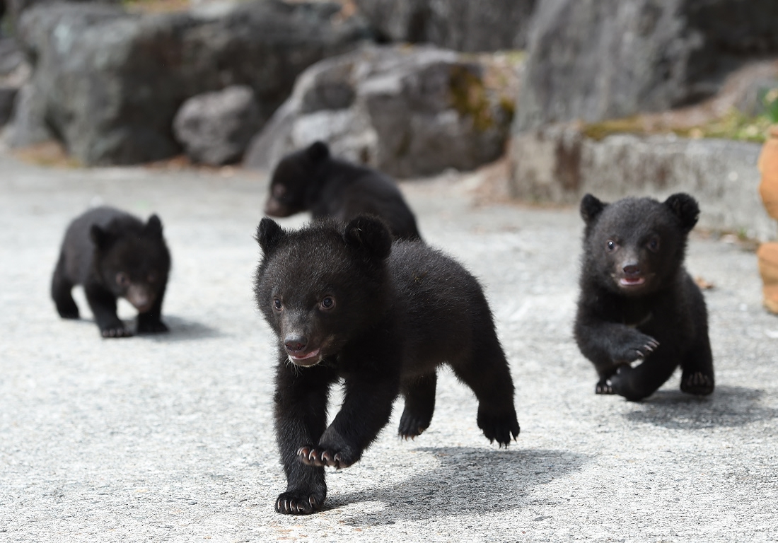 【10％割引+特典！】奥飛騨クマ牧場