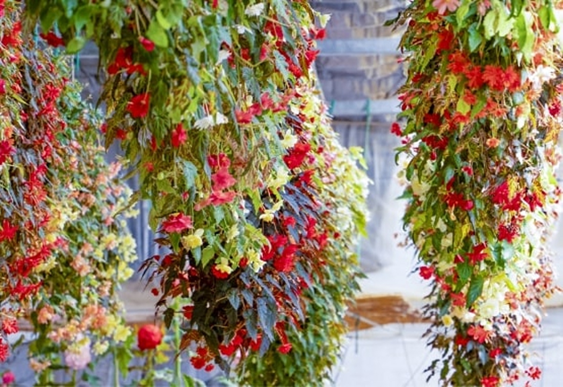 【最大100円割引】日光花いちもんめ