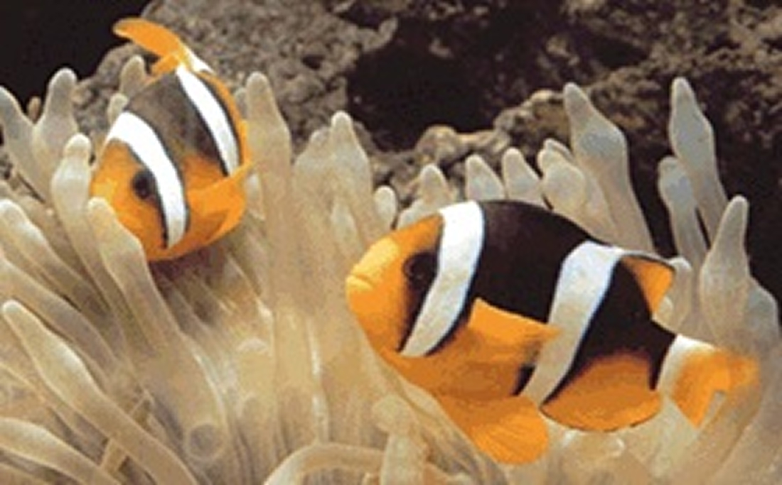 【平日50円割引】東京タワー水族館