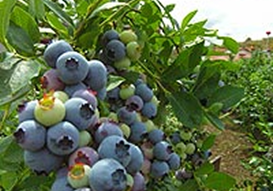 【100円割引】松井農園 りんご狩り ブルーベリー狩り