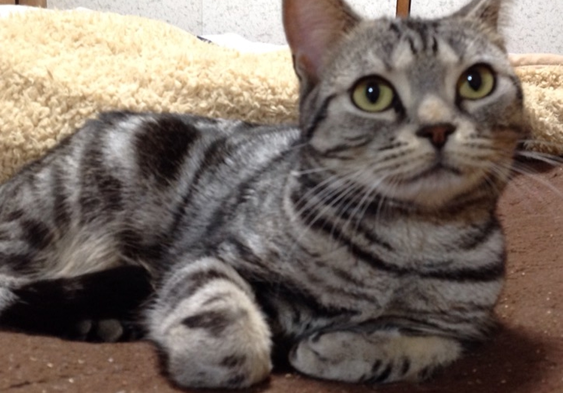 【猫おもちゃレンタル 100円→無料】　　猫カフェねこ