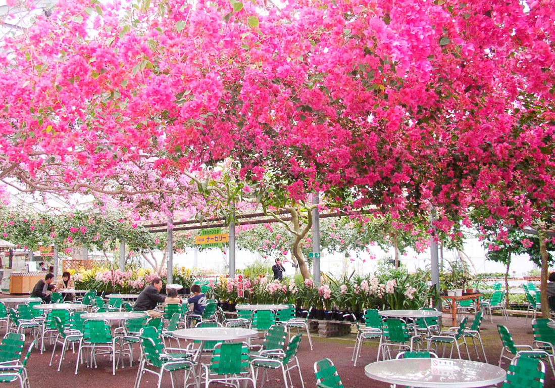 【50円割引】西島園芸団地