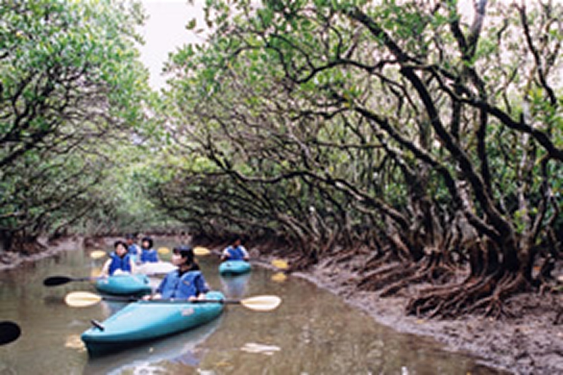 【10％割引】黒潮の森マングローブパーク