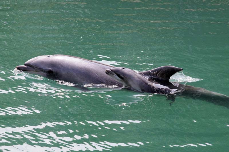 下田海中水族館