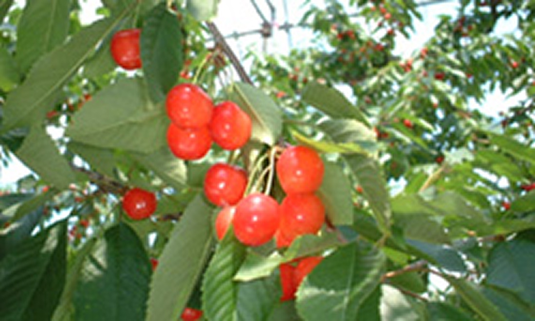 ふる里観光果樹園