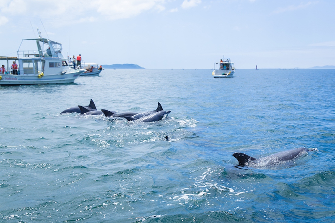 イルカウオッチング口之津観光船