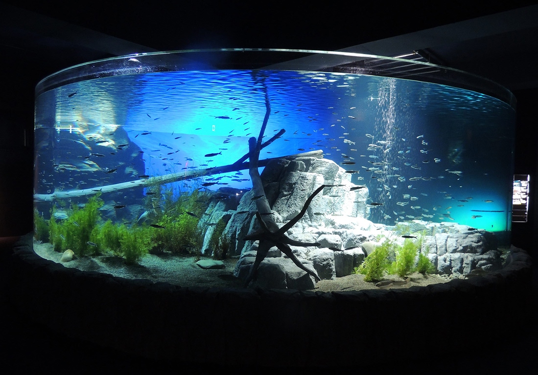サケのふるさと千歳水族館