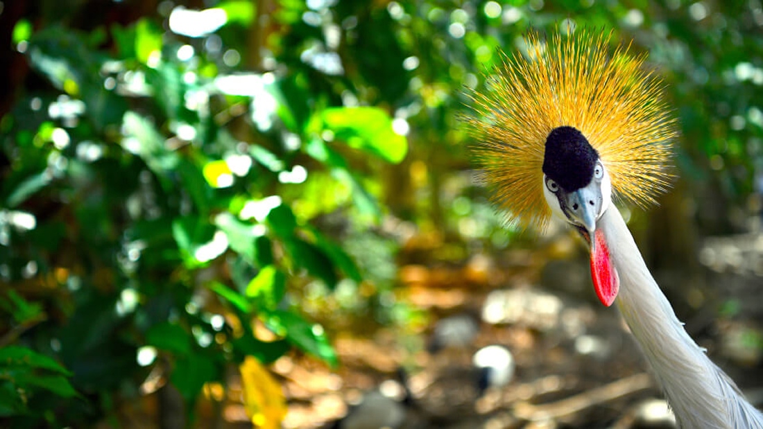 ネオパークオキナワ