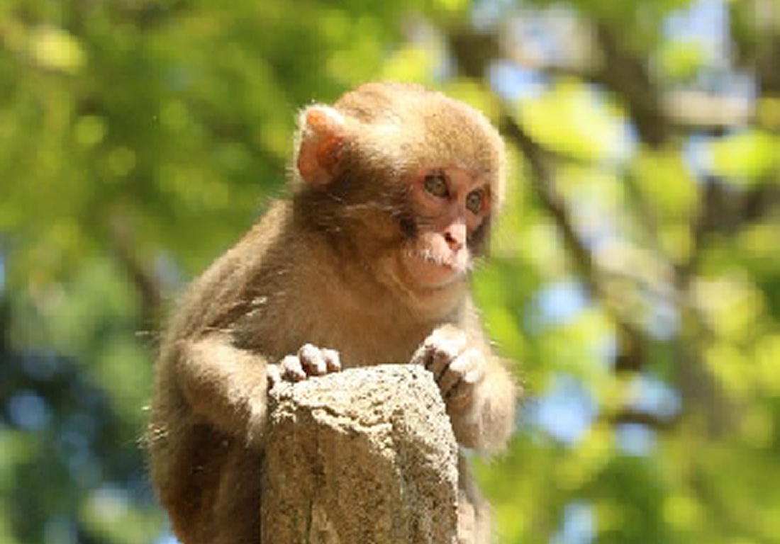大分市高崎山自然動物園