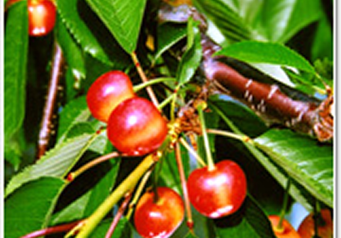 山形チェリーランド／上山観光フルーツ園