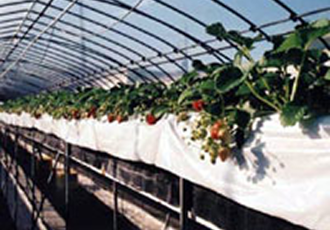 江波戸いちご園