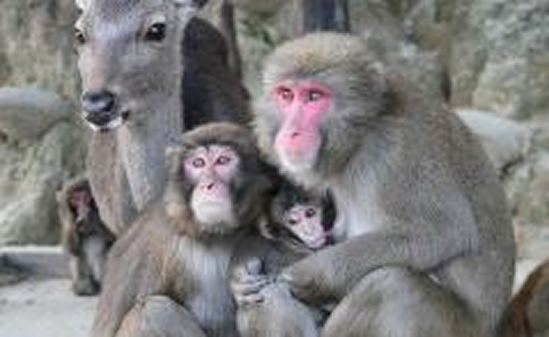 淡路島モンキーセンター