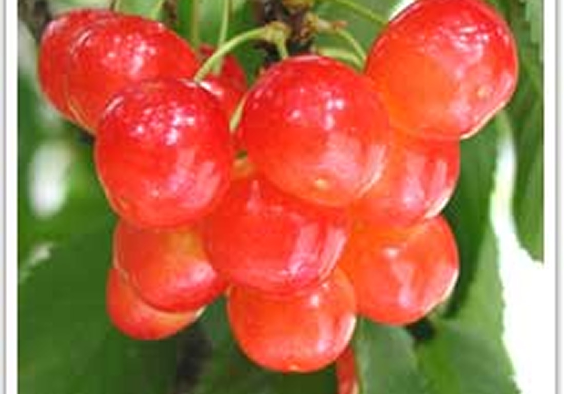 牧野観光フルーツ園