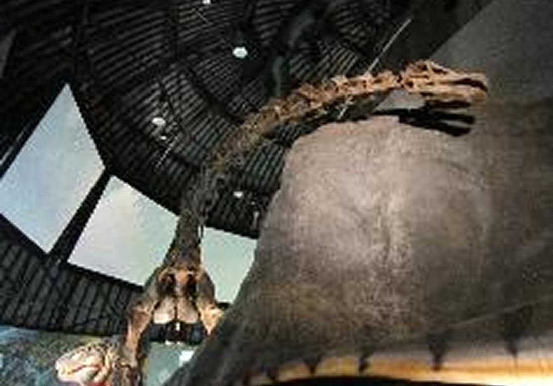 白山恐竜パーク白峰