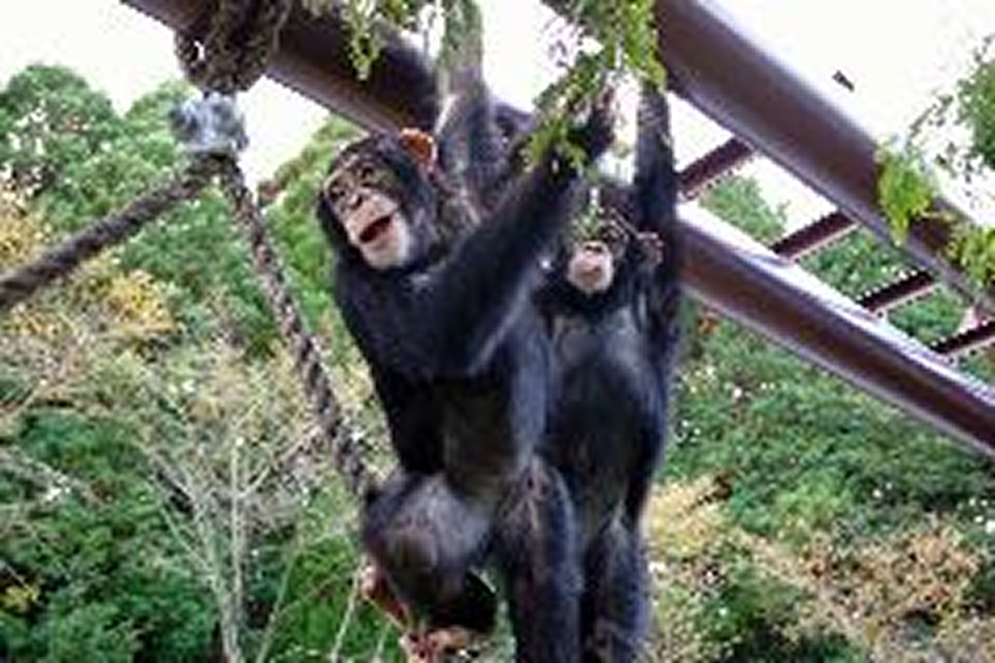 阿蘇カドリー・ドミニオン