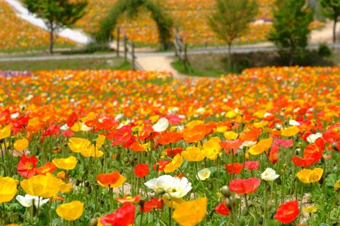 香山ラベンダーの丘