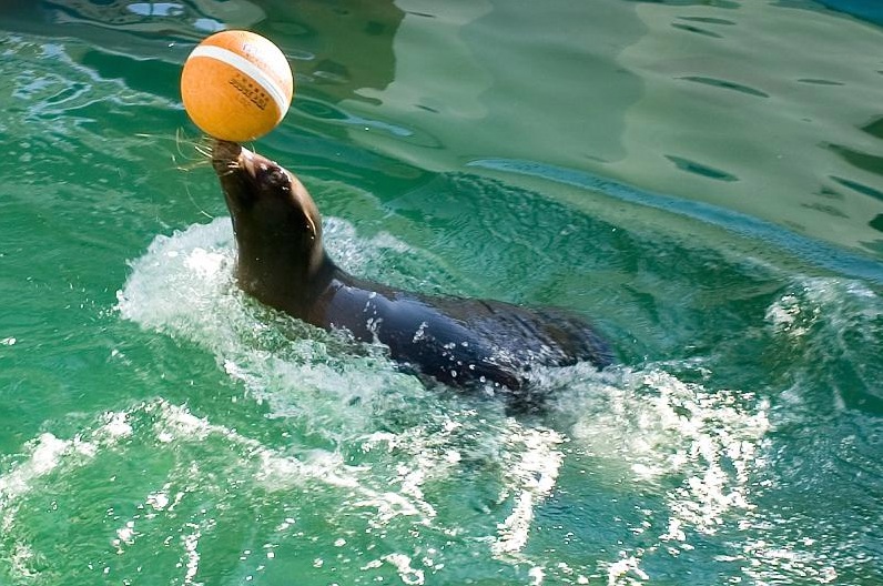 10 割引 竹島水族館のクーポン チケット料金情報 Hisクーポン